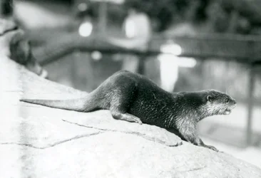 1913年8月、ロンドン動物園で小爪のカワウソ